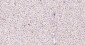PCNA Rabbit pAb